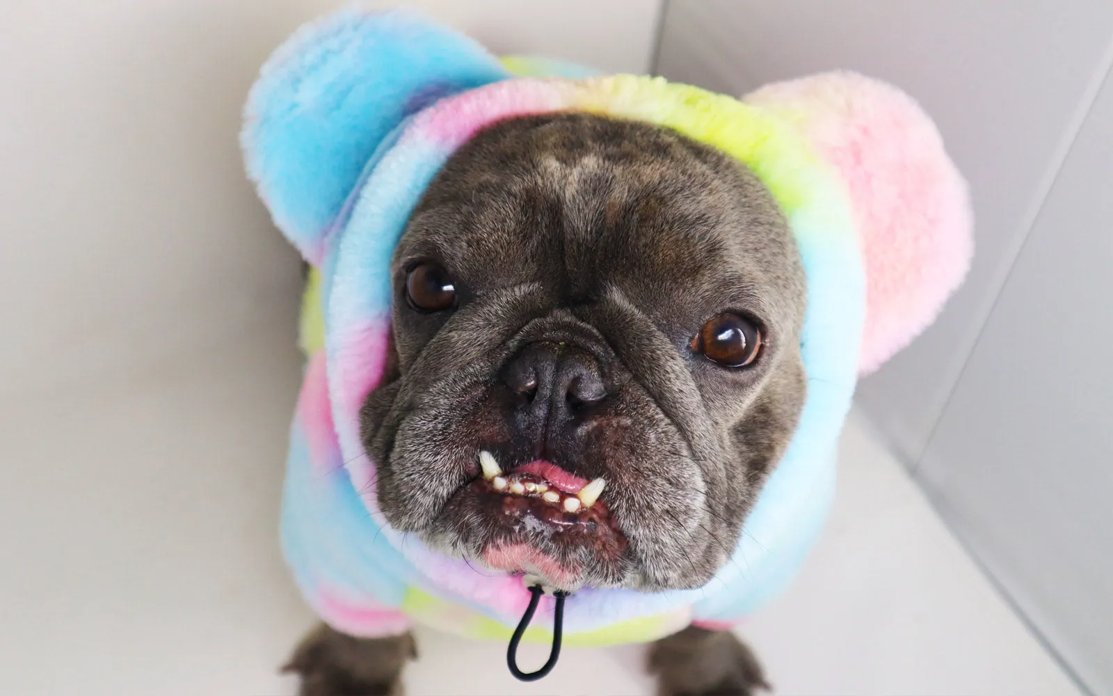 Frenchie Ear Hoodie Bundle Girls version 1 | Frenchiestore